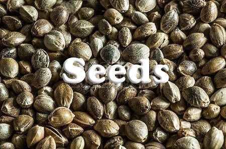 cannaseeds5